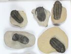 Lot: Assorted Devonian Trilobites - Pieces #92167-1